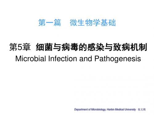 微生物学第5章细菌与病毒的感染与致病机制