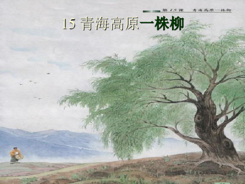 六年级上册语文课件-课文15 青海高原一株柳|苏教版 (共21张PPT)