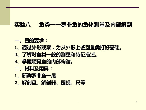 罗非鱼的鱼体测量及内部解剖PPT课件