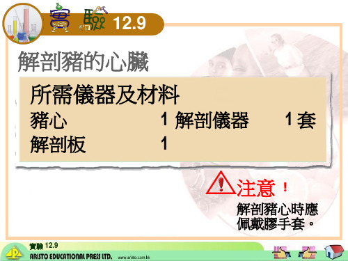 解剖猪的心脏