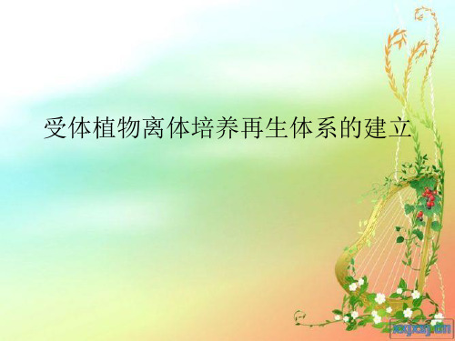 受体植物离体培养再生系统的建立
