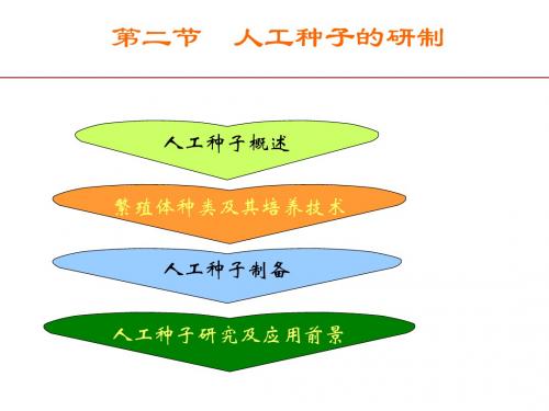 第二节人工种子