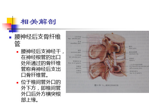 2018年腰神经后支卡课件-文档资料