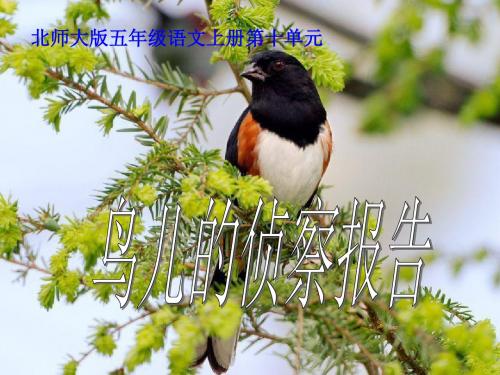 北师大版五年级语文上册《鸟儿的侦察报告》优质课PPT课件PPT、优质教学课件