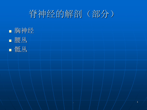 脊神经胸神经腰丛骶丛PPT课件