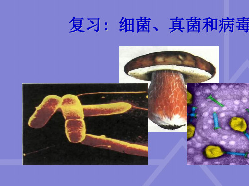 【精选】八年级生物上册细菌、真菌和病毒复习ppt课件人教版