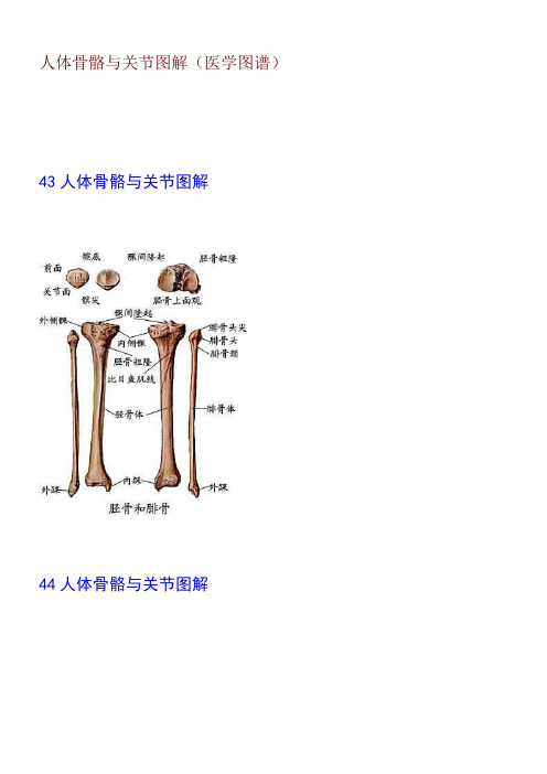 人体骨骼与关节图解