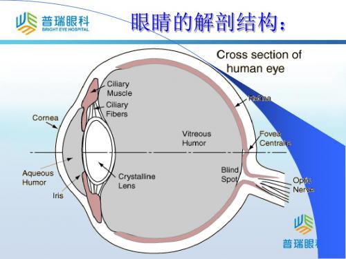 准分子激光怎样治近视PPT