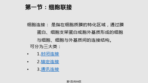 细胞的社会联系细胞连接细胞黏着和细胞外基质PPT课件