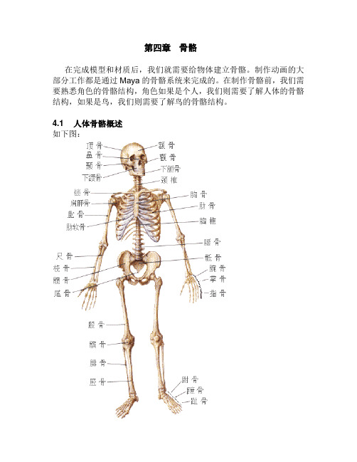 第四章 骨骼