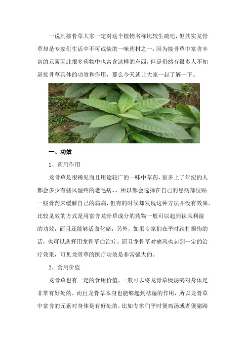 接骨草的功效和作用