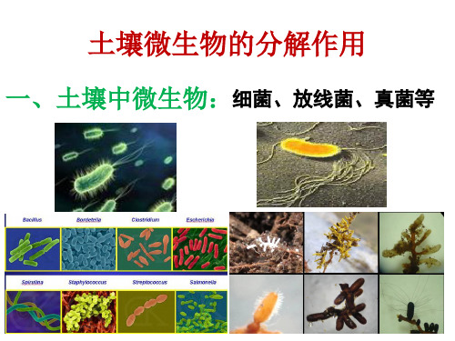 高中生物必修三5.3土壤微生物的分解作用(实验探究)