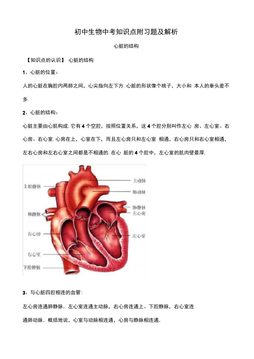 初中生物中考知识点附习题及解析——心脏的结构