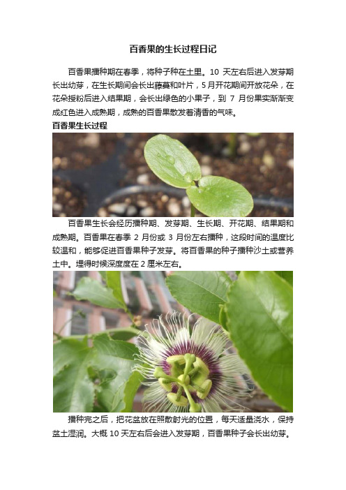 百香果的生长过程日记