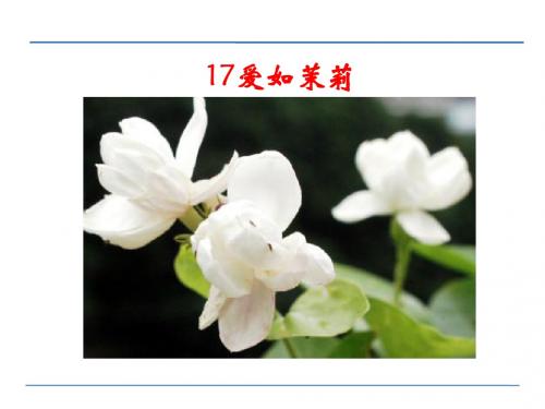 17爱如茉莉