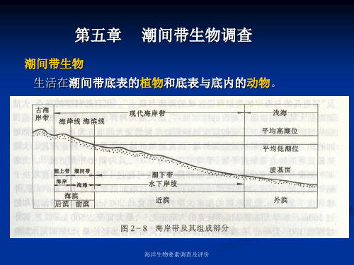 第五章 潮间带生物调查