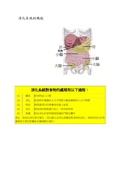 消化系统的机能.