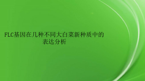 FLC基因在几种不同大白菜新种质中的表达分析