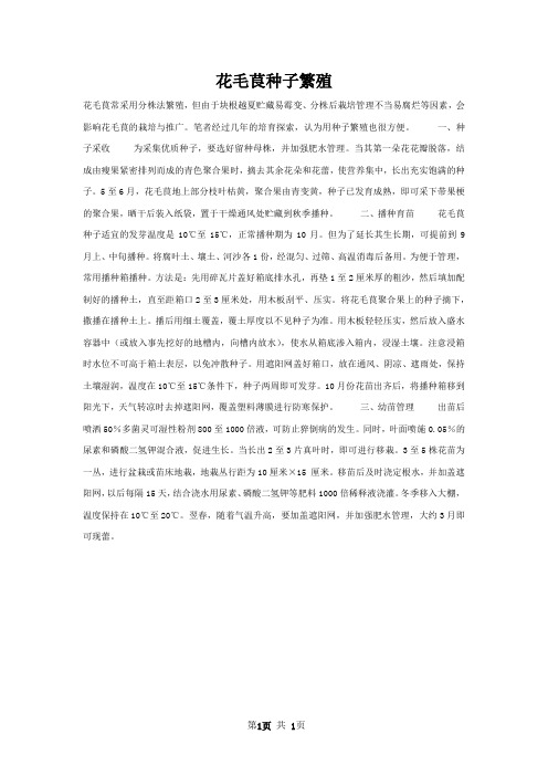 花毛茛种子繁殖