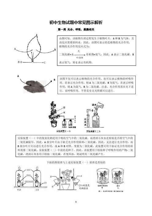 初中生物图示解析-光合、呼吸、蒸腾类