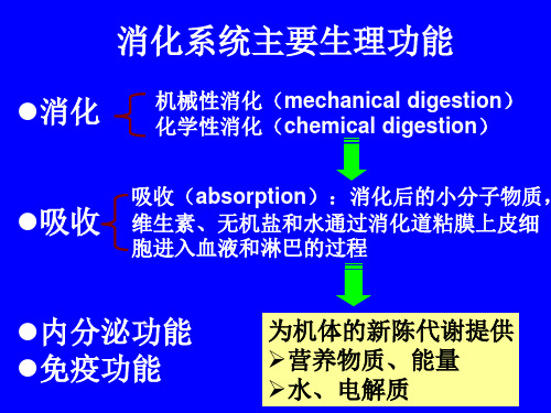 消化系统生理学