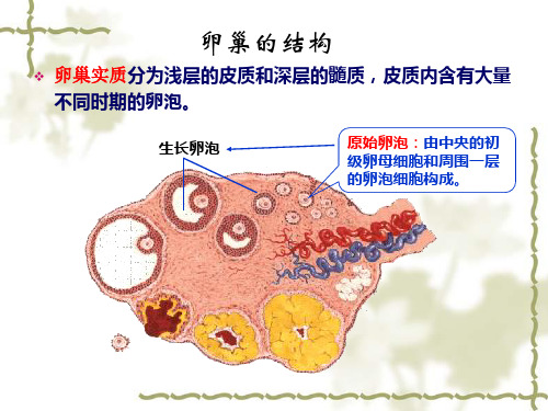 卵巢结构