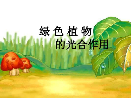 绿色植物如何获取能量