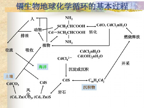 培训学习资料-生态毒理学(10)_2023年学习资料