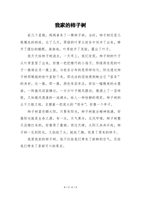 我家的柿子树_四年级作文