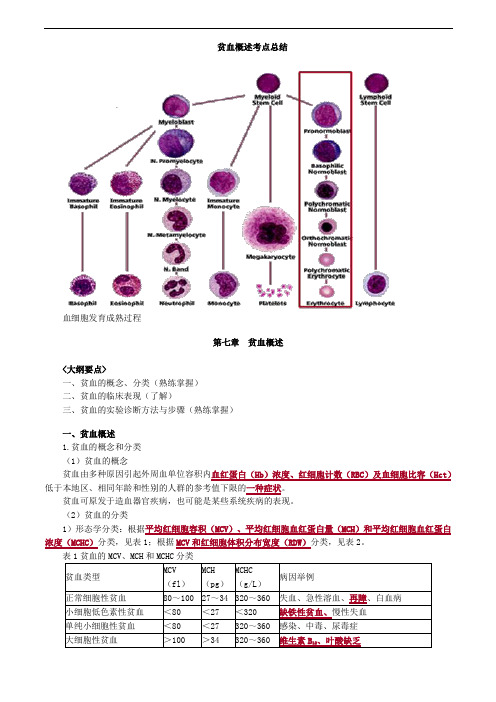 贫血概述考点总结