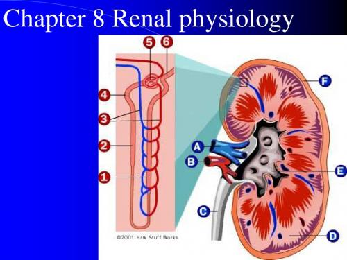 Renal Physiology