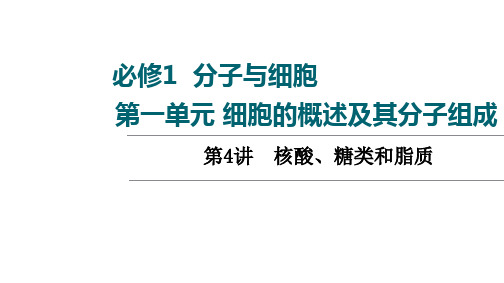 高三一轮复习老高考人教版生物第1单元第4讲 核酸、糖类和脂质课件