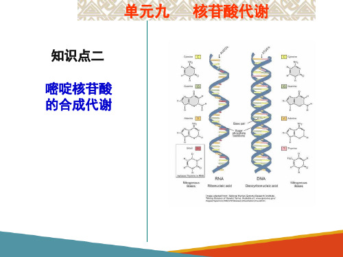 核苷酸代谢—核苷酸的合成代谢(生物化学课件)