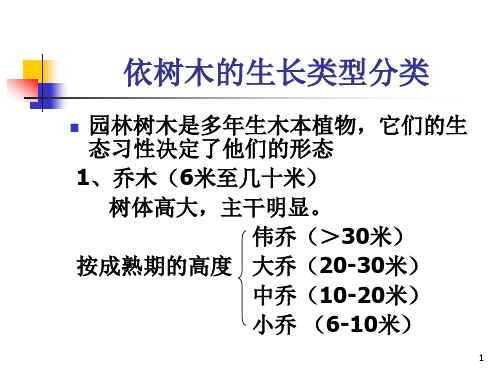 园林树木的分类2