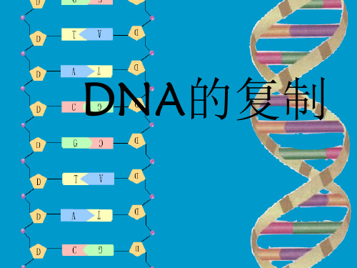 DNA的半保留复制ppt课件