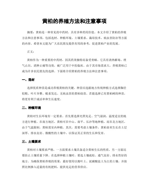 黄柏的养殖方法和注意事项