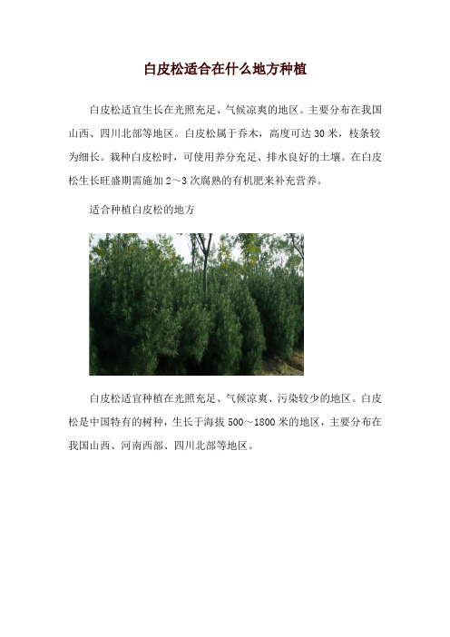 白皮松适合在什么地方种植