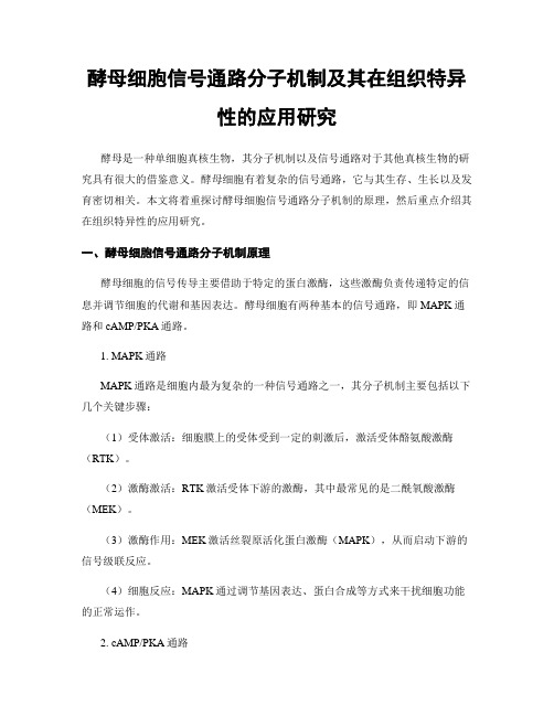 酵母细胞信号通路分子机制及其在组织特异性的应用研究