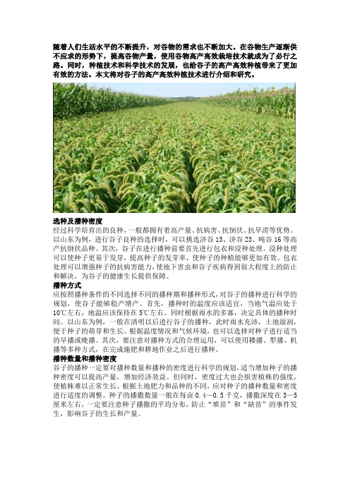 谷子精播高产高效种植技术