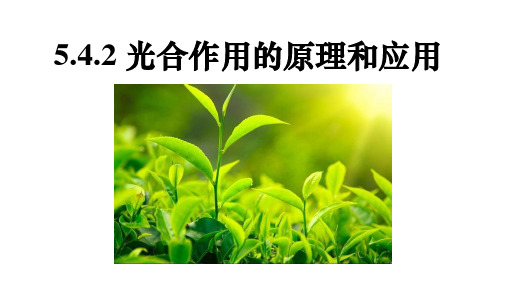 光合作用的原理和应用课件-高一上学期生物人教版必修一 