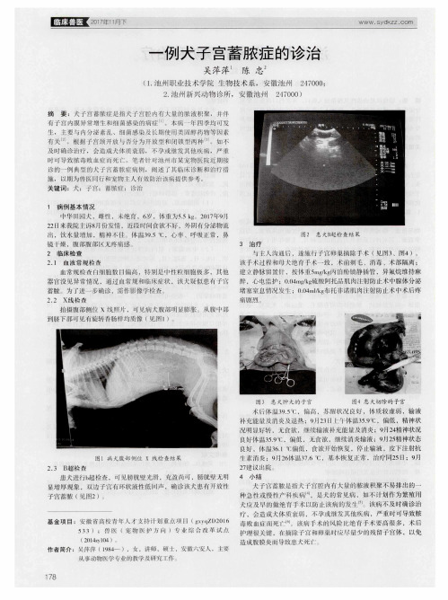 一例犬子宫蓄脓症的诊治