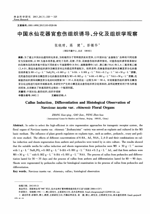 中国水仙花器官愈伤组织诱导、分化及组织学观察