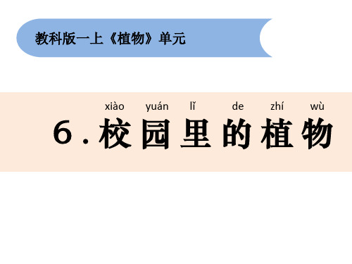 一年级上册科学课件1.6《校园里的植物》教科版