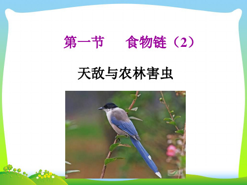 食物链-课件