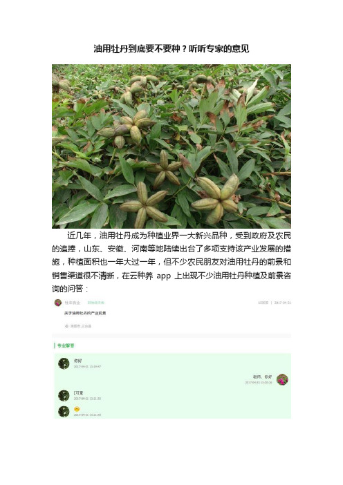 油用牡丹到底要不要种？听听专家的意见