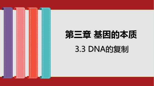 3.3 DNA的复制-人教版(2019)高中生物必修二课件(共33张PPT)