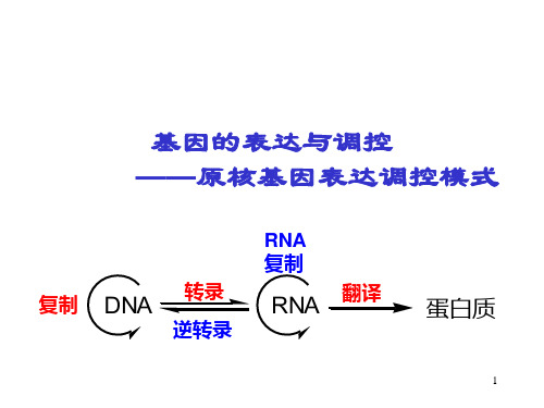 分子生物学原核生物基因表达调控ppt课件