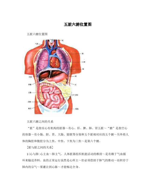 五脏六腑位置图