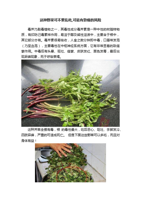 这种野菜可不要乱吃,可能有致癌的风险