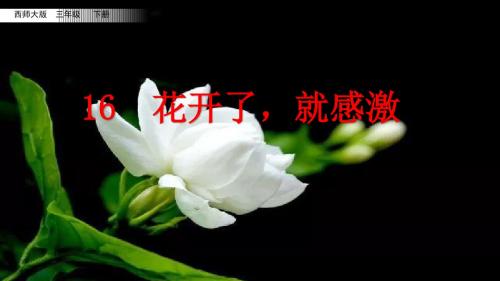 部编西师大版三年级语文下册第16课《花开了,就感激》教学课件